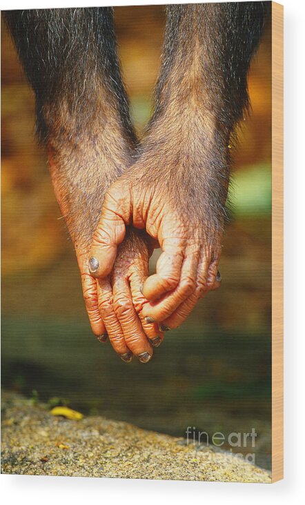 Chimpanzee Wood Print featuring the photograph Chimpanzee Hands by Art Wolfe