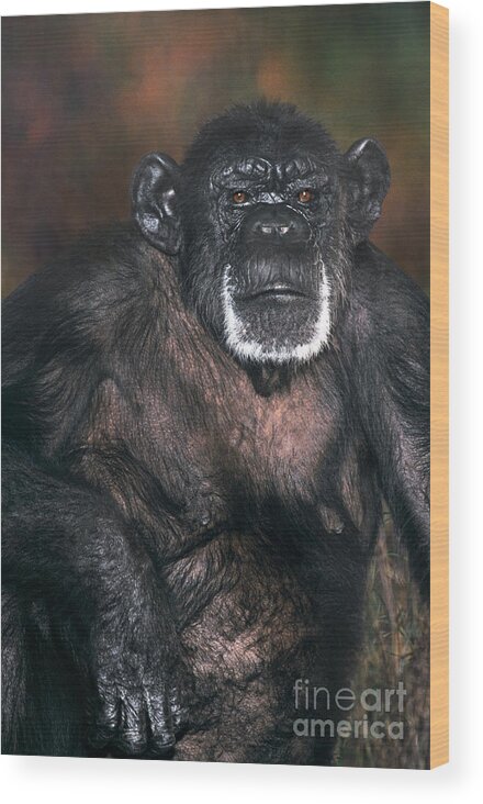 Chimpanzee Wood Print featuring the photograph Chimpanzee Portrait Endangered Species Wildlife Rescue by Dave Welling
