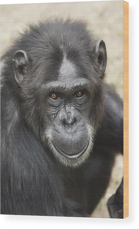 Hiroya Minakuchi Wood Print featuring the photograph Chimpanzee Portrait Ol Pejeta by Hiroya Minakuchi