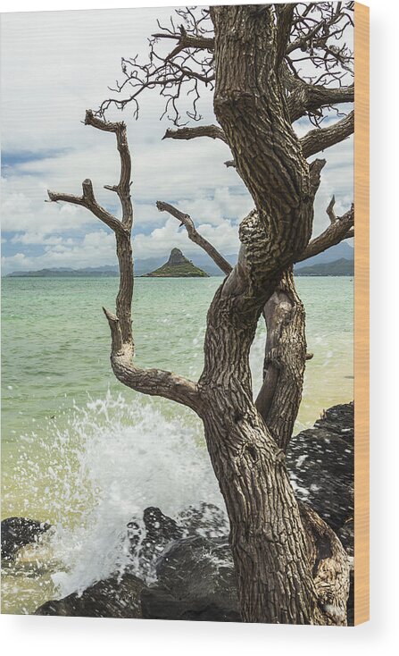 Aqua Wood Print featuring the photograph Chinaman's Hat 4 by Leigh Anne Meeks