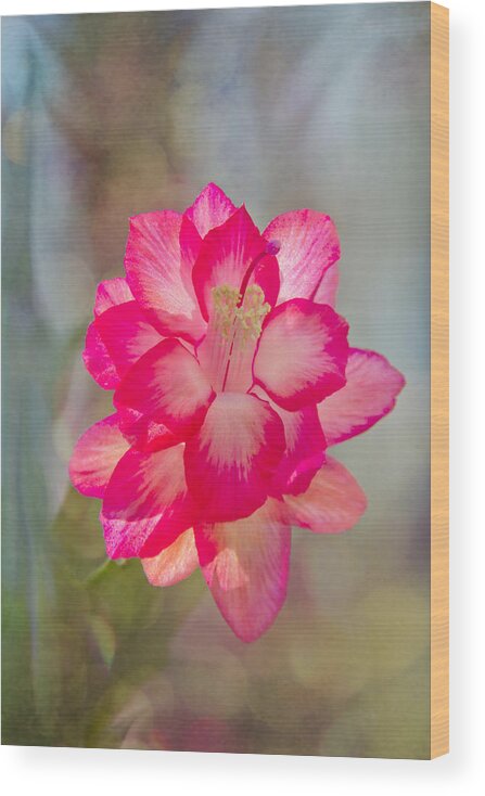 Jemmy Archer Wood Print featuring the photograph Christmas Cactus Bokeh by Jemmy Archer