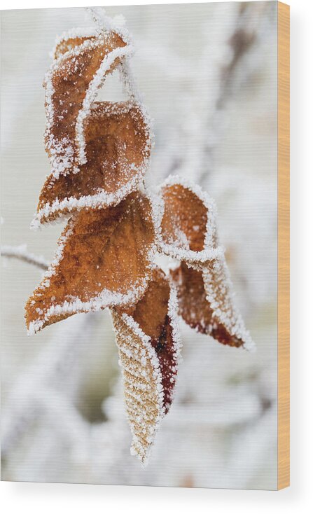 Frozen Wood Print featuring the photograph Close Up Of Frosted Dried Brown Leaves by Michael Interisano