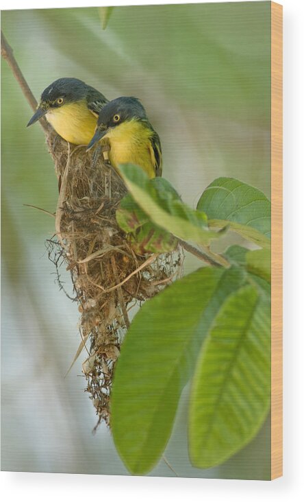 Photography Wood Print featuring the photograph Close-up Of Two Common Tody-flycatchers by Panoramic Images