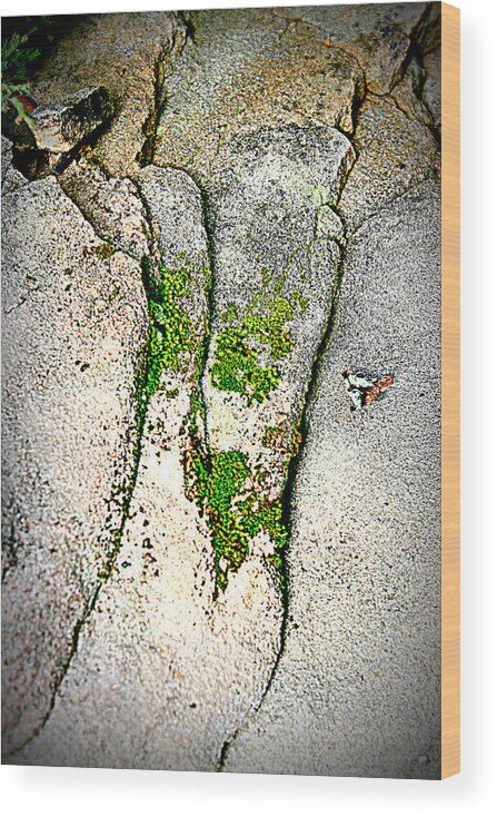 Stone Wood Print featuring the photograph Closely by Debbie Sikes