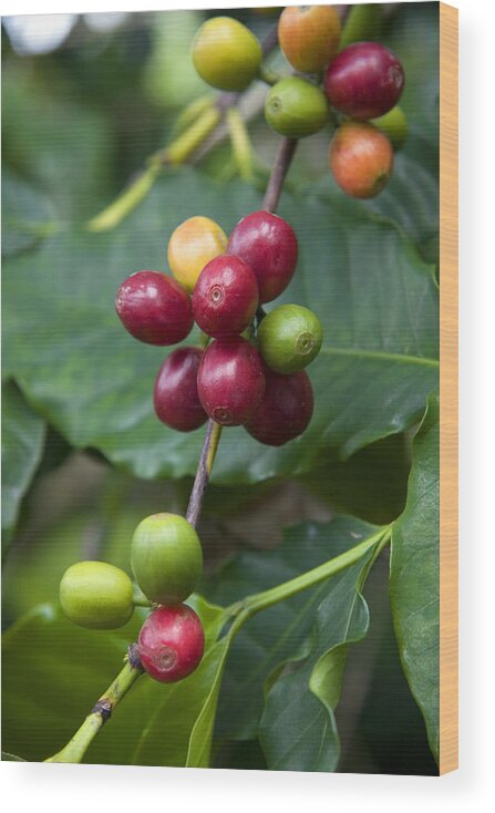 Hawaii Wood Print featuring the photograph Coffee Berries by David R. Frazier