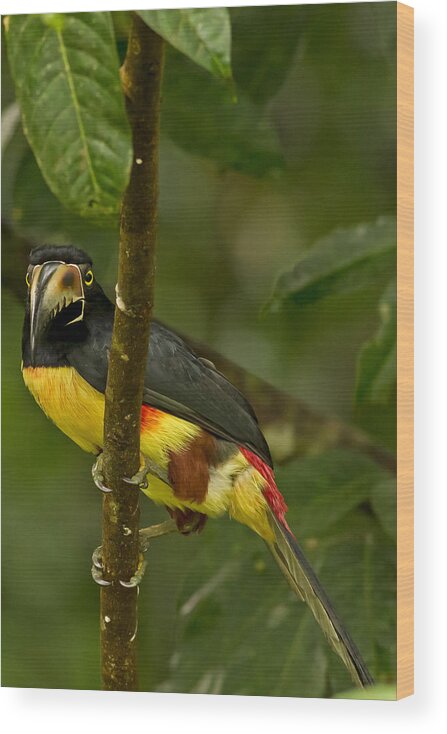 Toucan Wood Print featuring the photograph Collared Aracari by Natural Focal Point Photography