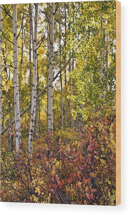 Eric Rundle Wood Print featuring the photograph Colorado Changing eight  by Eric Rundle