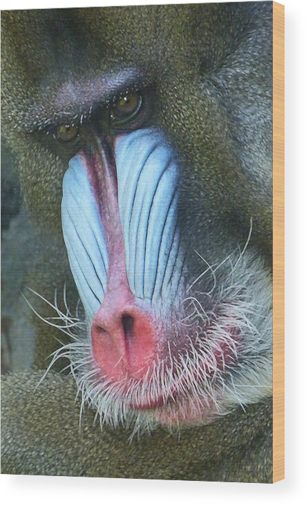 Mandrill Wood Print featuring the photograph Colorful Male Mandrill by Margaret Saheed