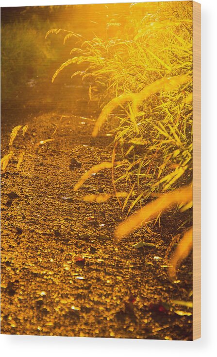 Joys Of Summer Wood Print featuring the photograph Colors of summer by Kunal Mehra