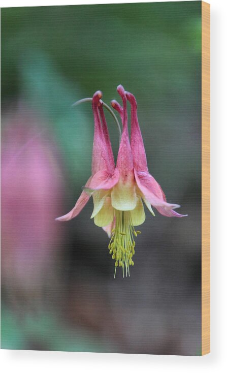 Columbine Wood Print featuring the photograph Columbine at Ferry Bluff by Theo
