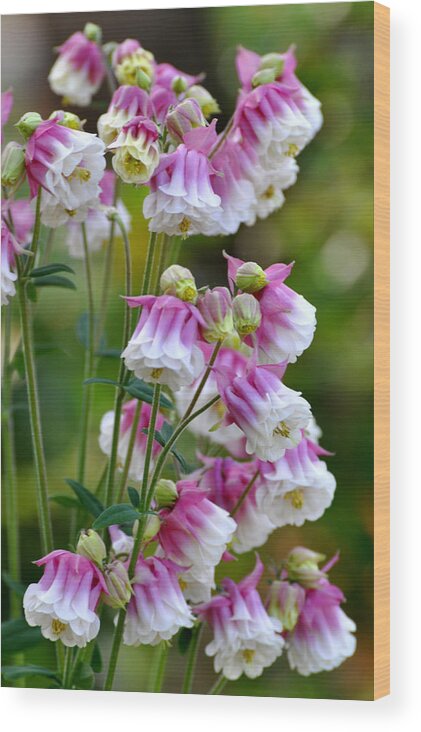 Flower Wood Print featuring the painting Columbine by Gail Butler