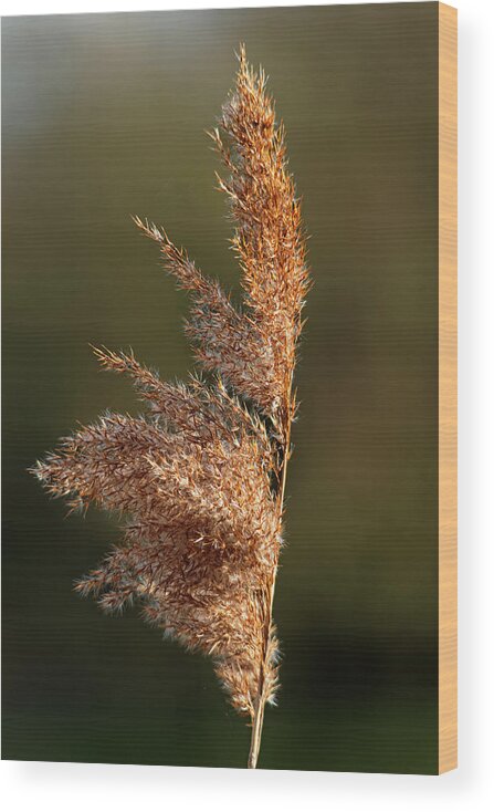 Bright Wood Print featuring the photograph Common Reed Seed Head by Rod Johnson
