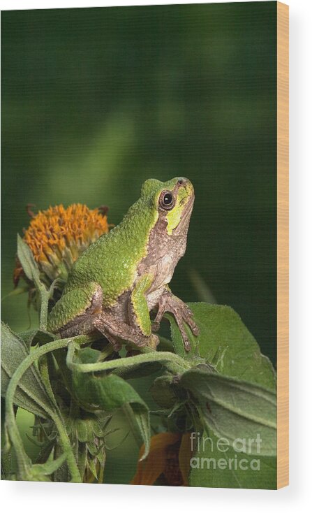 Hyla Chrysoscelis Wood Print featuring the photograph Copes Gray Treefrog by Kenneth M Highfill