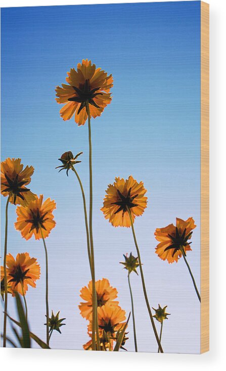 Coreopsis Wood Print featuring the photograph Coreopsis In the Sky by Mary Lee Dereske