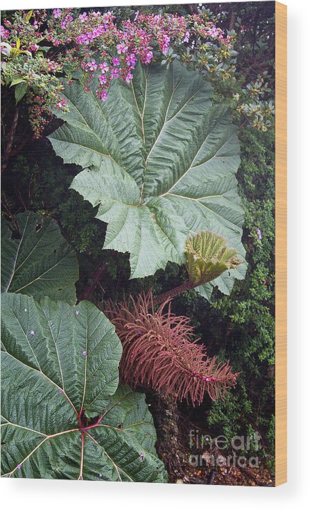 Costa Rica Wood Print featuring the photograph Costa Rica Rain Forest by Carrie Cranwill