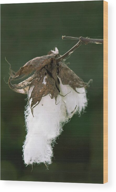 Cotton Wood Print featuring the photograph Cotton Boll by Tony Camacho/science Photo Library