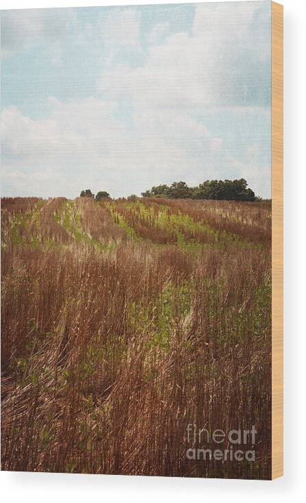 Country Wood Print featuring the photograph Country Farm Field by Kim Fearheiley