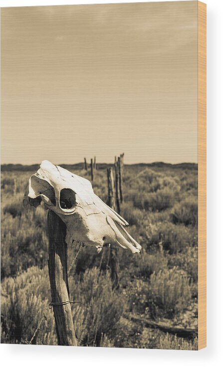 Rural Wood Print featuring the photograph Cow's Skull on Fence by Hillis Creative