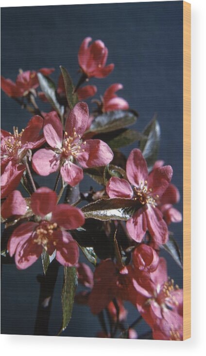 Retro Images Archive Wood Print featuring the photograph Crab Apple by Retro Images Archive