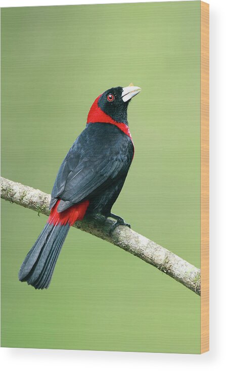 Black Color Wood Print featuring the photograph Crimson-collard Tanager by Mlorenzphotography