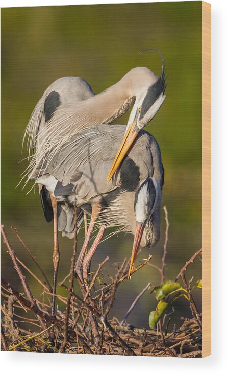 Adult Wood Print featuring the photograph Cuddling Great Blue Herons by Andres Leon