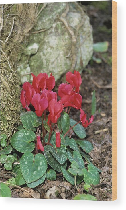 'lazer Mixed' Wood Print featuring the photograph Cyclamen 'lazer Mixed' Flowers by Brian Gadsby/science Photo Library