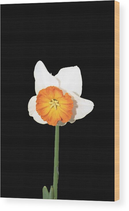 Plant Life Wood Print featuring the photograph Daffodil Pla 9 by Gordon Sarti