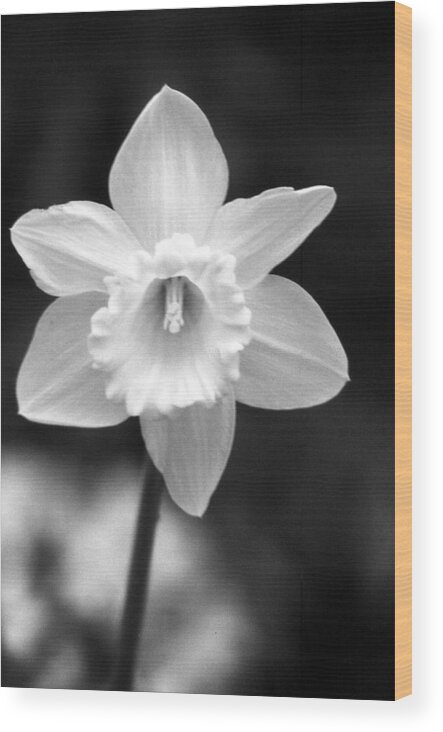 Daffodil Wood Print featuring the photograph Daffodils - Infrared 10 by Pamela Critchlow