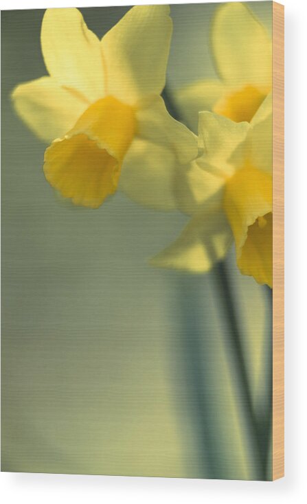 Daffodils Wood Print featuring the photograph Daffy-Down-Dilly by Caitlyn Grasso