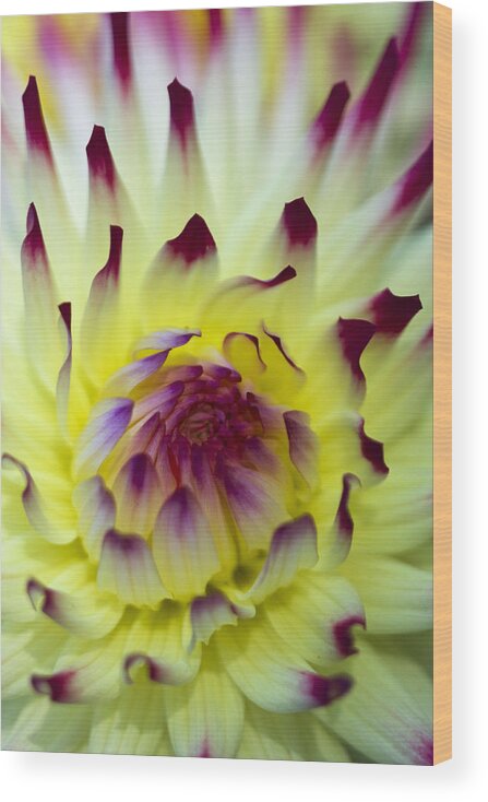 Dahlia Wood Print featuring the photograph Dahlia by Sonya Lang