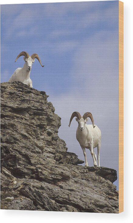 Feb0514 Wood Print featuring the photograph Dalls Sheep On Rock Outcrop North by Michael Quinton