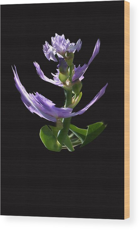 Flowers Wood Print featuring the photograph Dancing Iris 1 by Jim Baker