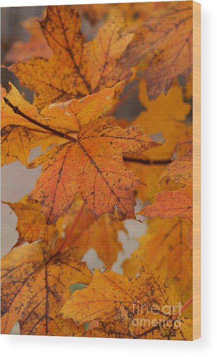 Autumn Wood Print featuring the photograph Dancing With Ginger by Linda Shafer