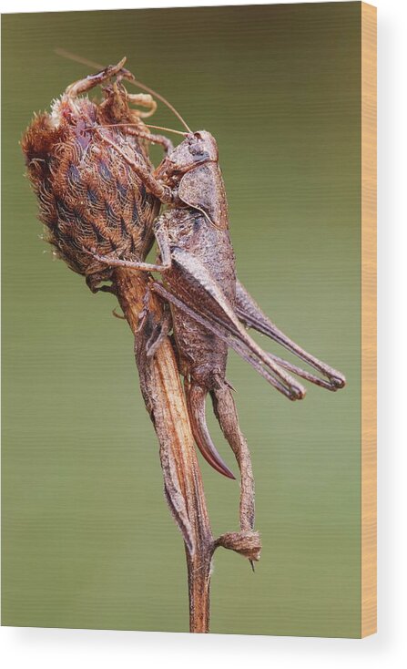 Adult Wood Print featuring the photograph Dark Bush Cricket by Heath Mcdonald
