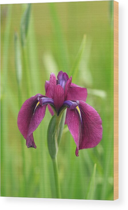 Floral Wood Print featuring the photograph Dark Magenta Iris by E Faithe Lester