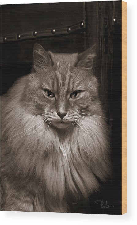 Cat Wood Print featuring the photograph Dark Portrait by Raffaella Lunelli