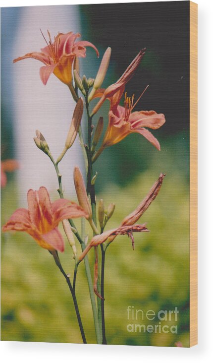 Lilies Wood Print featuring the photograph Day Lilies - 1 by Jackie Mueller-Jones