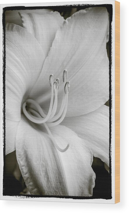 Day Lily Wood Print featuring the photograph Day Lily by Craig Perry-Ollila