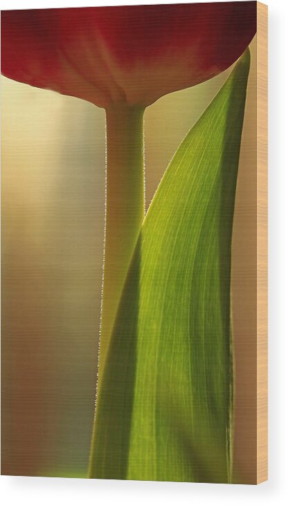 Flower Wood Print featuring the photograph Vertical Tulip by Bob Cournoyer