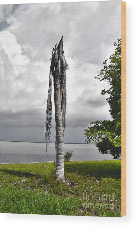 Matlacha Wood Print featuring the photograph Dead Palm by Timothy Lowry