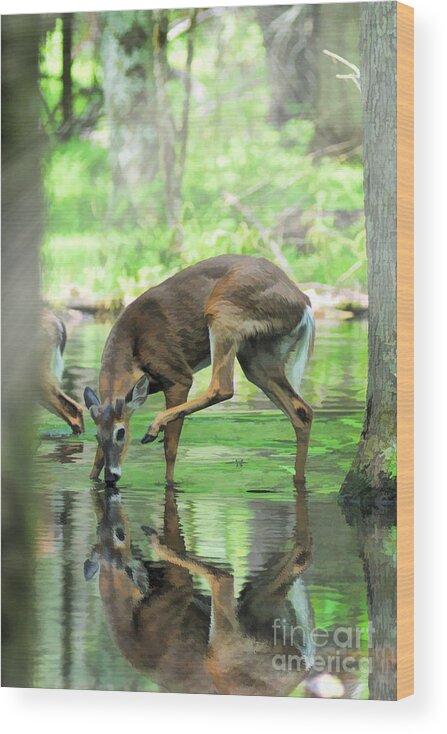 Deer Wood Print featuring the photograph Deer drinking water and scratching head by Dan Friend