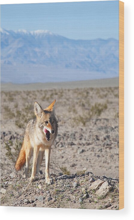  Desert Animals Wood Print featuring the photograph Desert Coyote by Darren Bradley