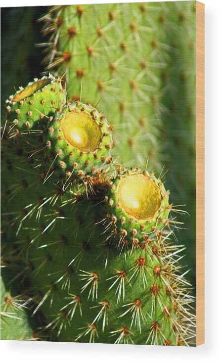 Desert Wood Print featuring the digital art Desert Flowers by Joseph Coulombe