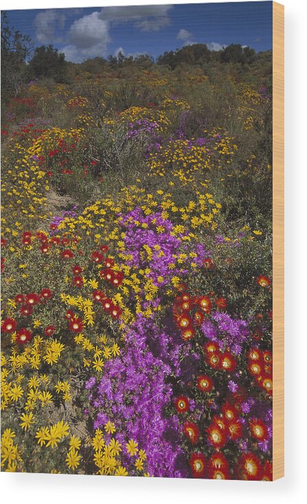 Feb0514 Wood Print featuring the photograph Dewflowers Little Karoo South Africa by Tui De Roy