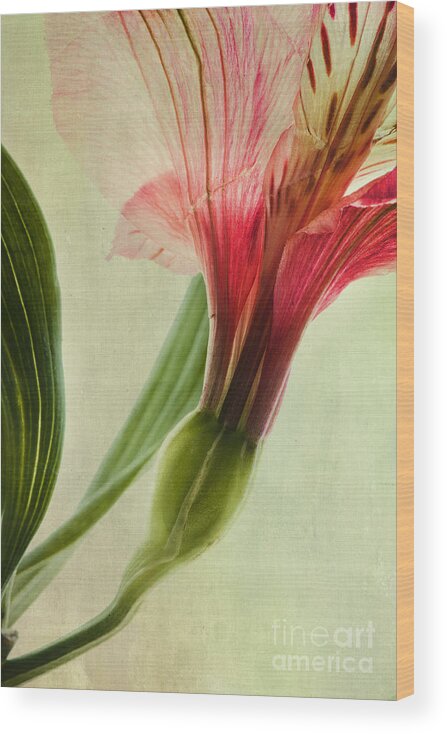 Peruvian Lily Wood Print featuring the photograph Dim Colours by Priska Wettstein