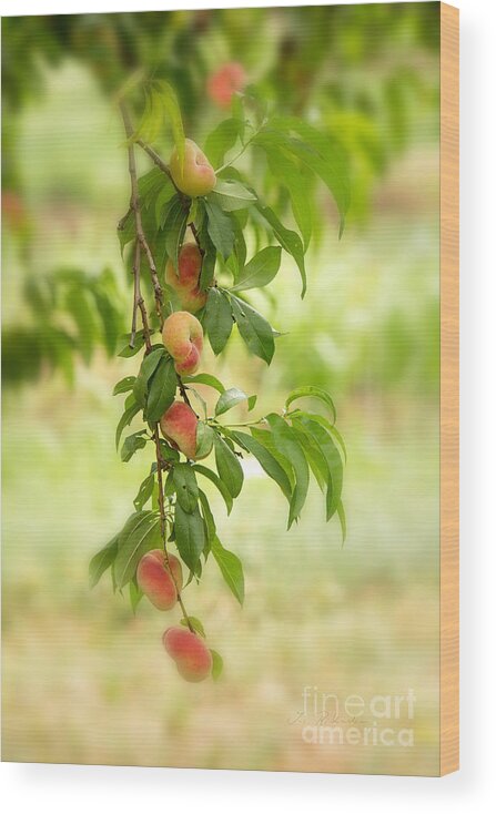 Iris Holzer Richardson Wood Print featuring the photograph Donut Peaches by Iris Richardson