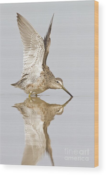 Dowitcher Wood Print featuring the photograph Dowitcher wing stretch by Bryan Keil