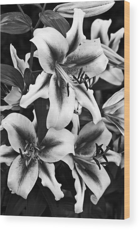 Beautiful Wood Print featuring the photograph Dramatic Lilies by Dawn Currie