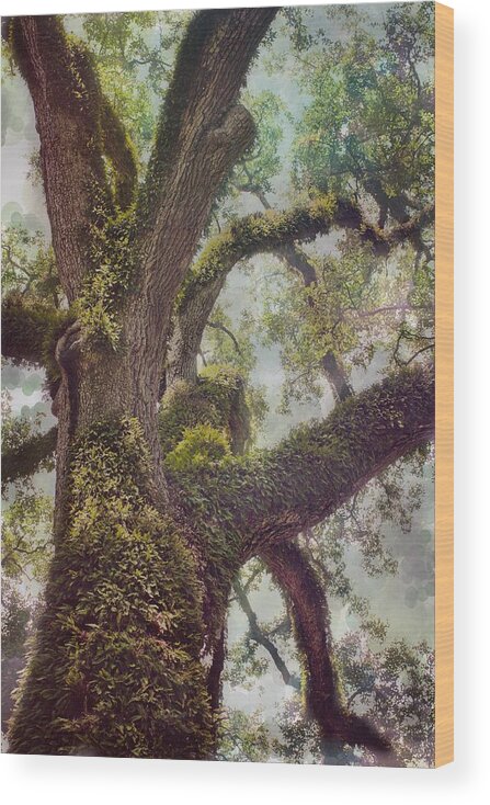 Oak Wood Print featuring the photograph Dreamer's Oak by Maria Robinson