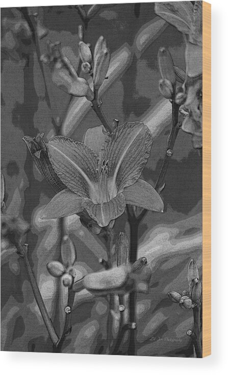 Lily Wood Print featuring the photograph Dreams In Black And White by Jeanette C Landstrom